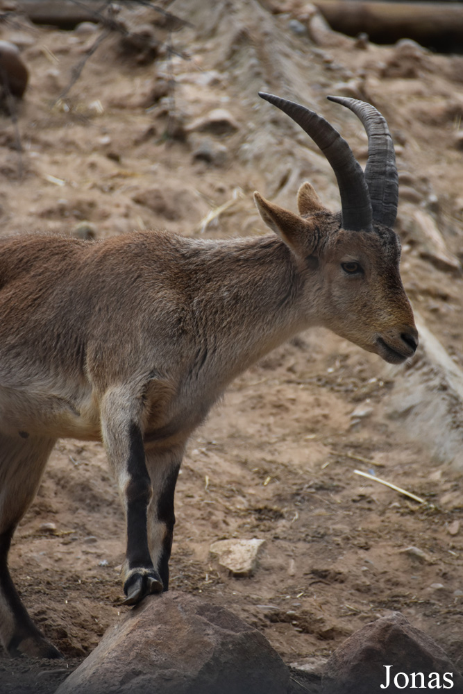 Capra pyrenaica