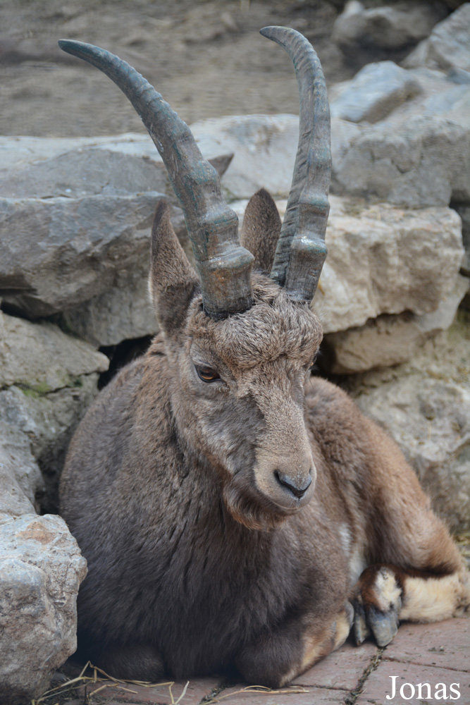 Capra sibirica