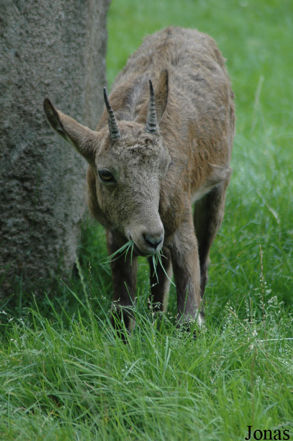 Capra sibirica