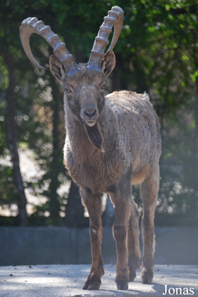 Capra sibirica