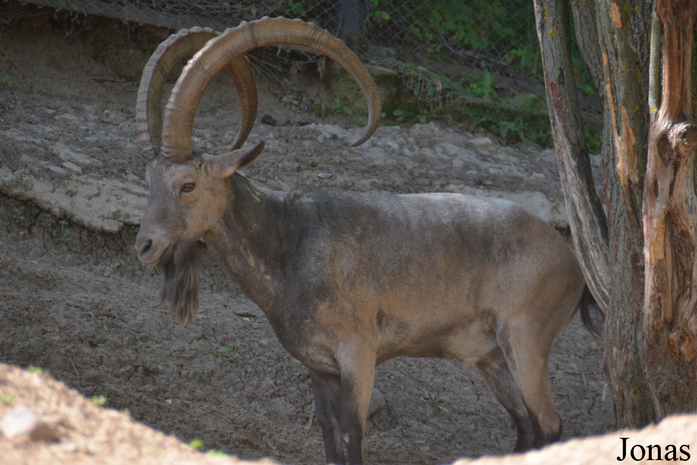 Capra sibirica alaiana