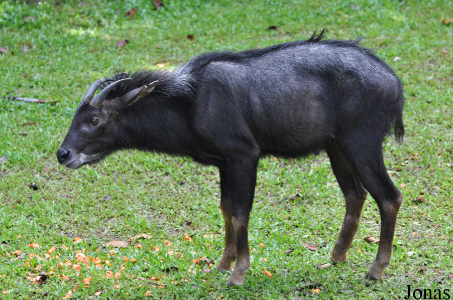 Capricornis maritimus x sumatraensis