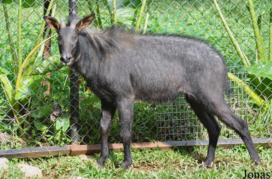 Capricornis sumatraensis