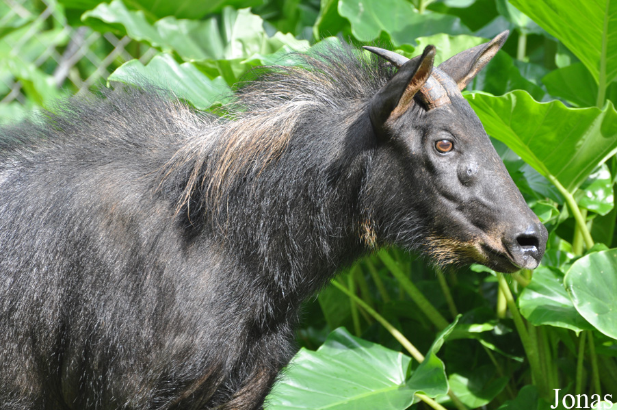Capricornis sumatraensis