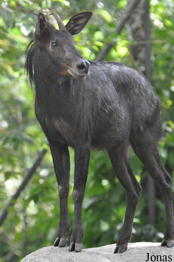 Capricornis sumatraensis