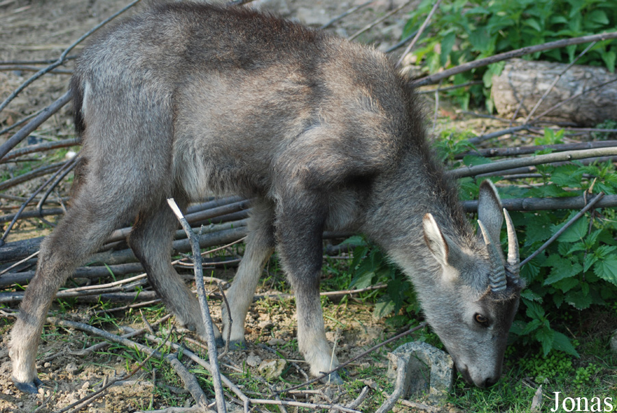 Naemorhedus caudatus arnouxianus
