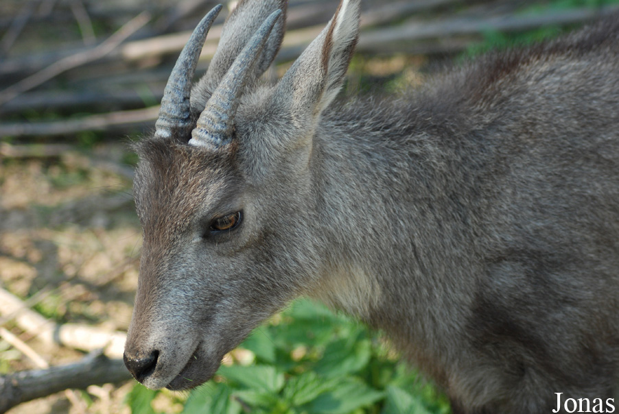 Naemorhedus caudatus arnouxianus