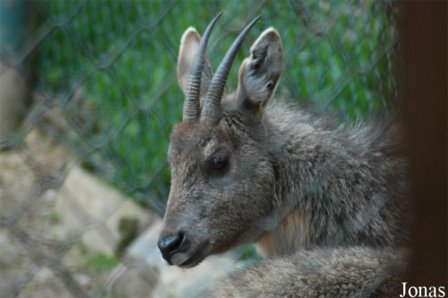 Naemorhedus caudatus arnouxianus