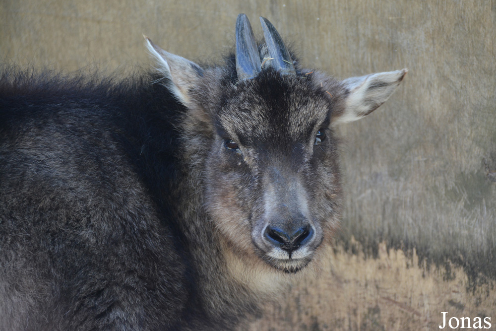 Naemorhedus caudatus raddeanus