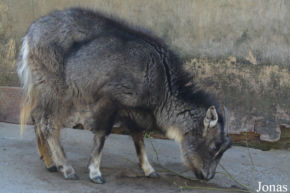 Naemorhedus caudatus raddeanus