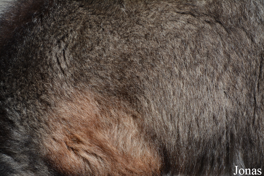 Naemorhedus caudatus raddeanus
