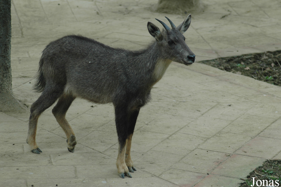 Naemorhedus goral