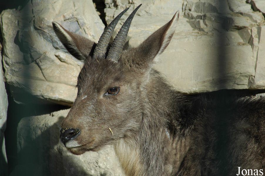Naemorhedus griseus