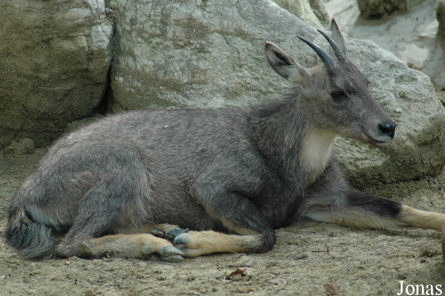 Naemorhedus griseus