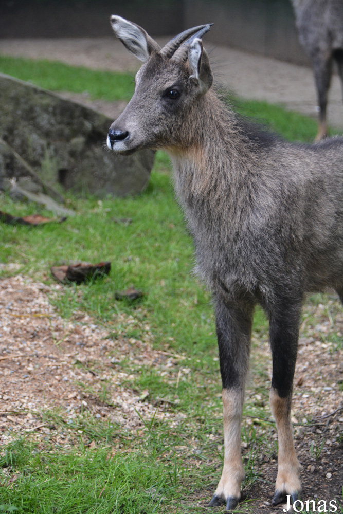 Naemorhedus griseus