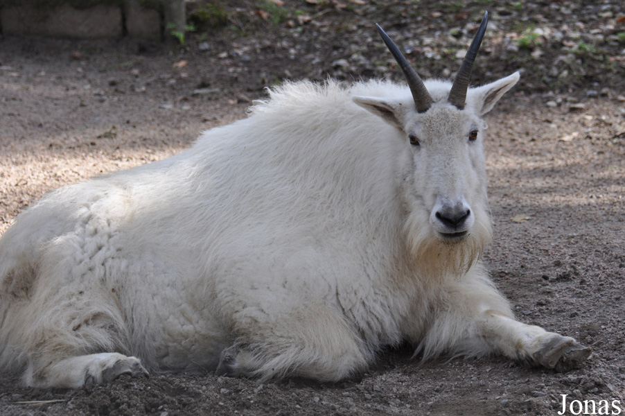 Oreamnos americanus
