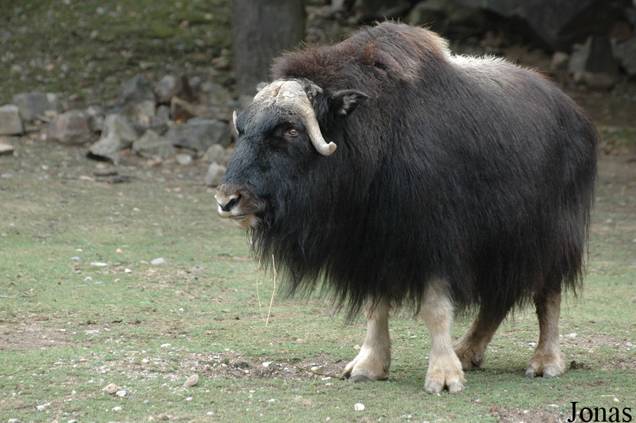 Ovibos moschatus moschatus