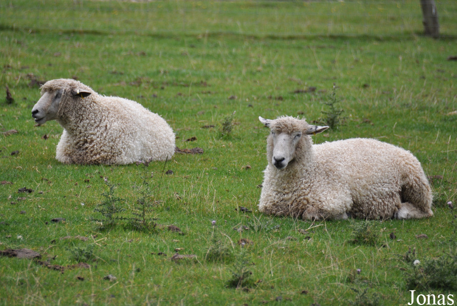 Mouton Cotswold Sheep