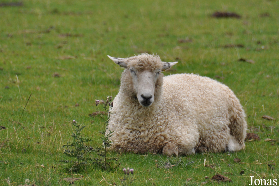 Mouton Cotswold Sheep