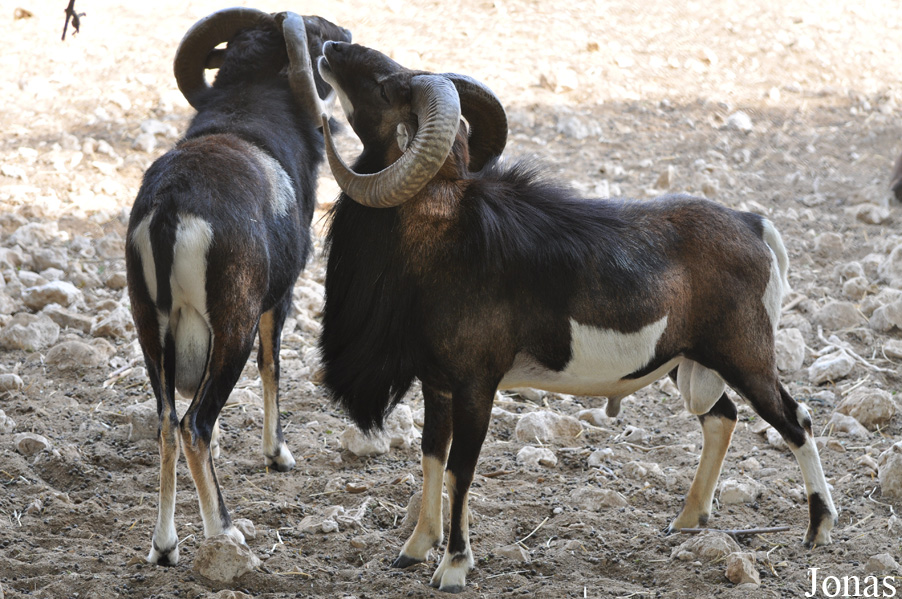 Mouflon méditerranéen