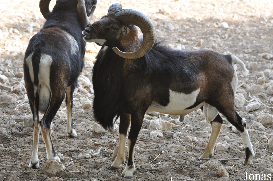Mouflon méditerranéen