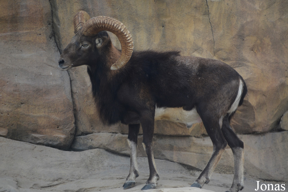 Mouflon méditerranéen
