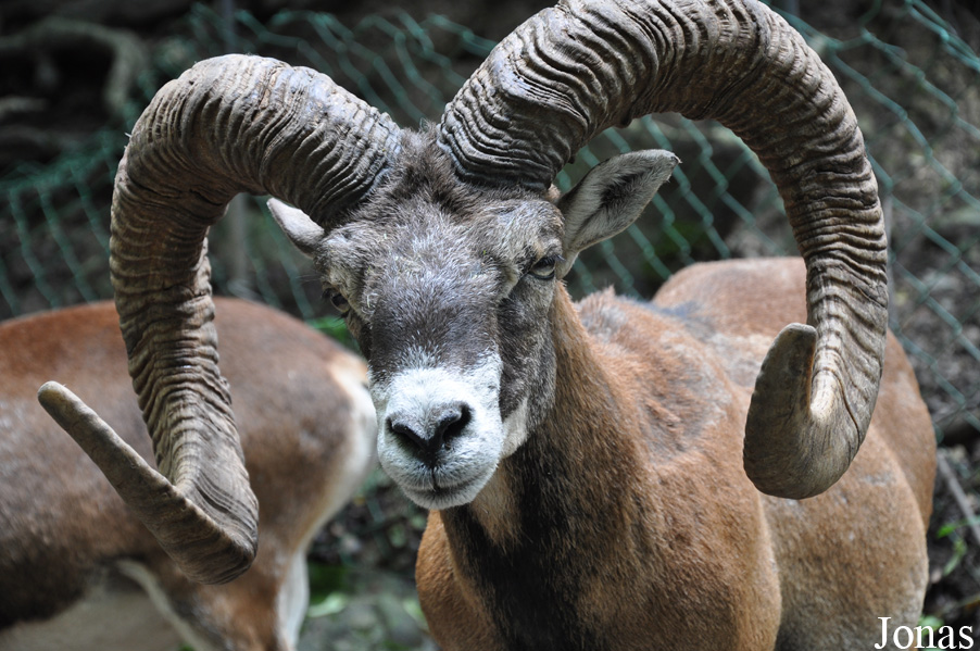 Mouflon méditerranéen