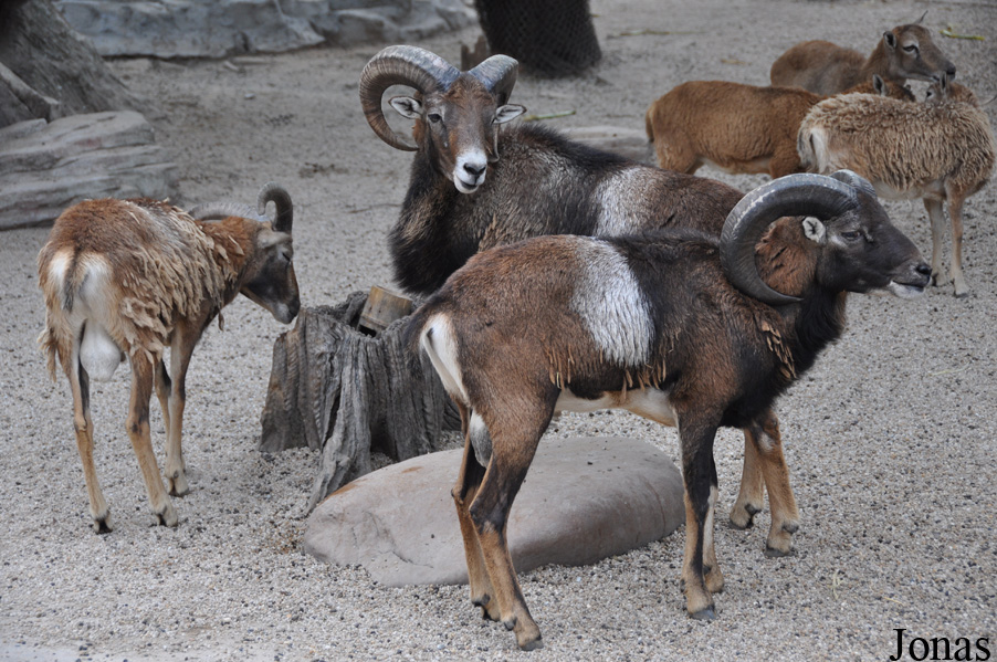 Mouflon méditerranéen