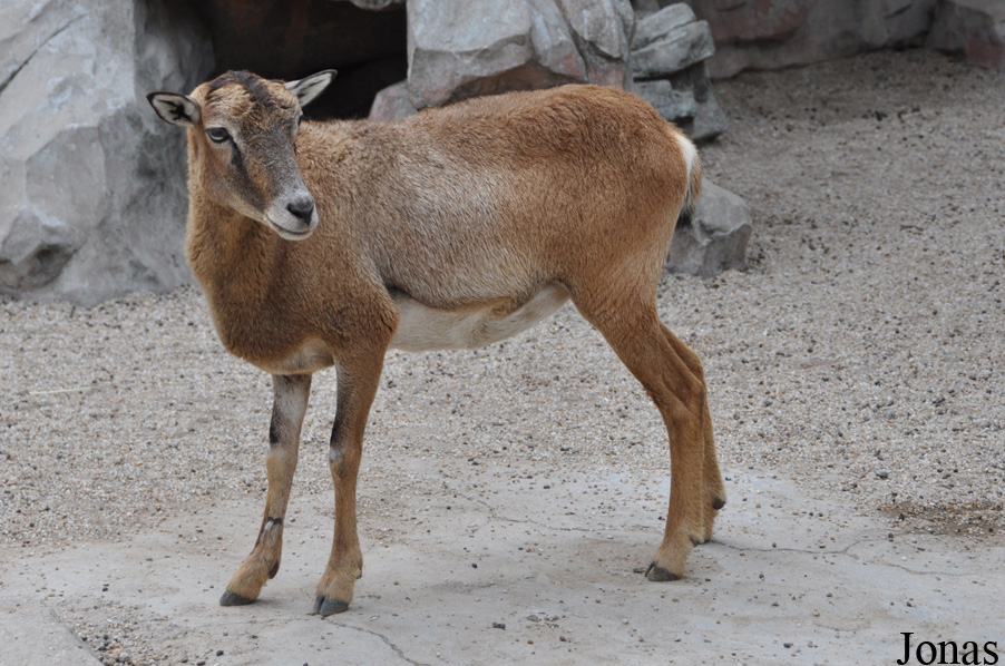 Mouflon méditerranéen