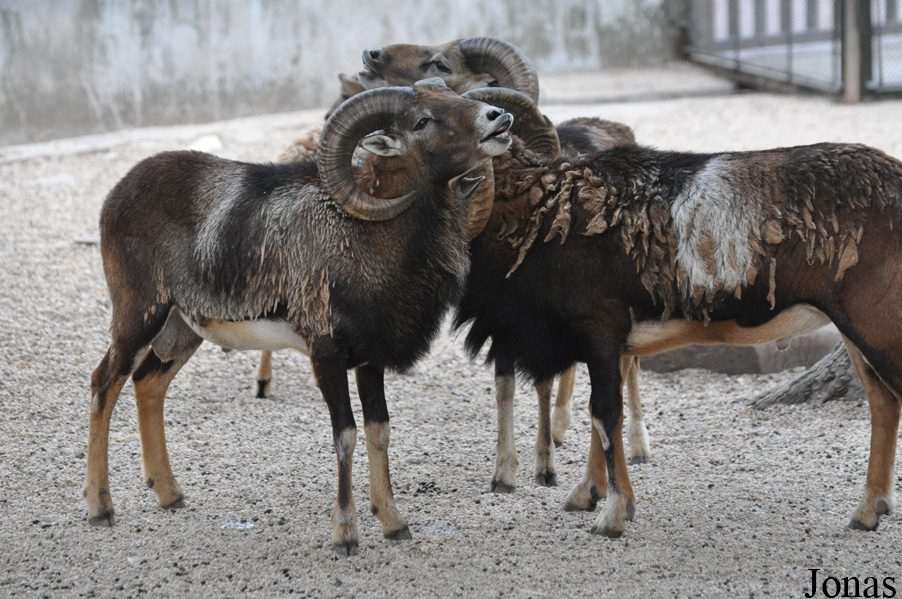 Mouflon méditerranéen