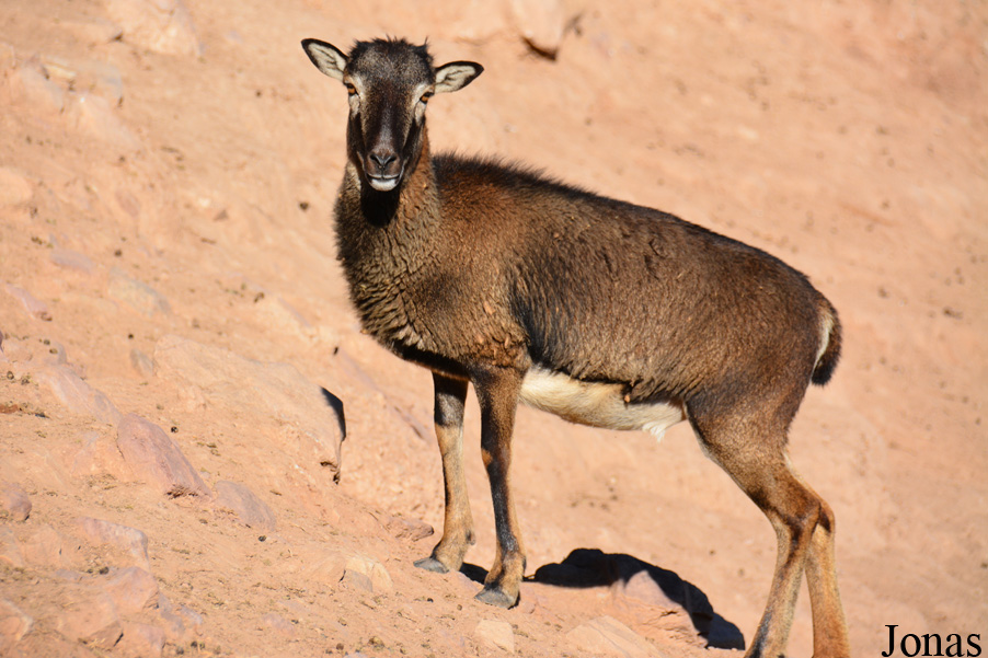 Mouflon méditerranéen