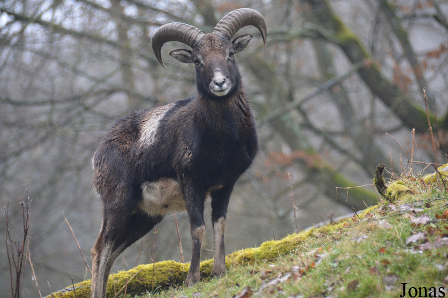 Mouflon méditerranéen