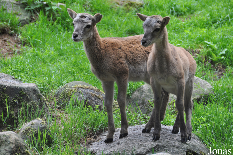 Mouflon méditerranéen