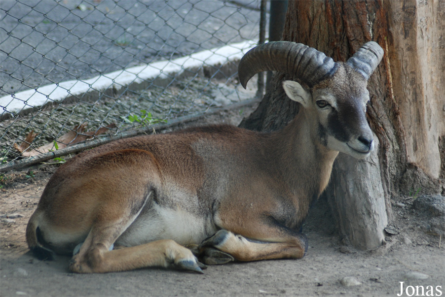 Mouflon méditerranéen