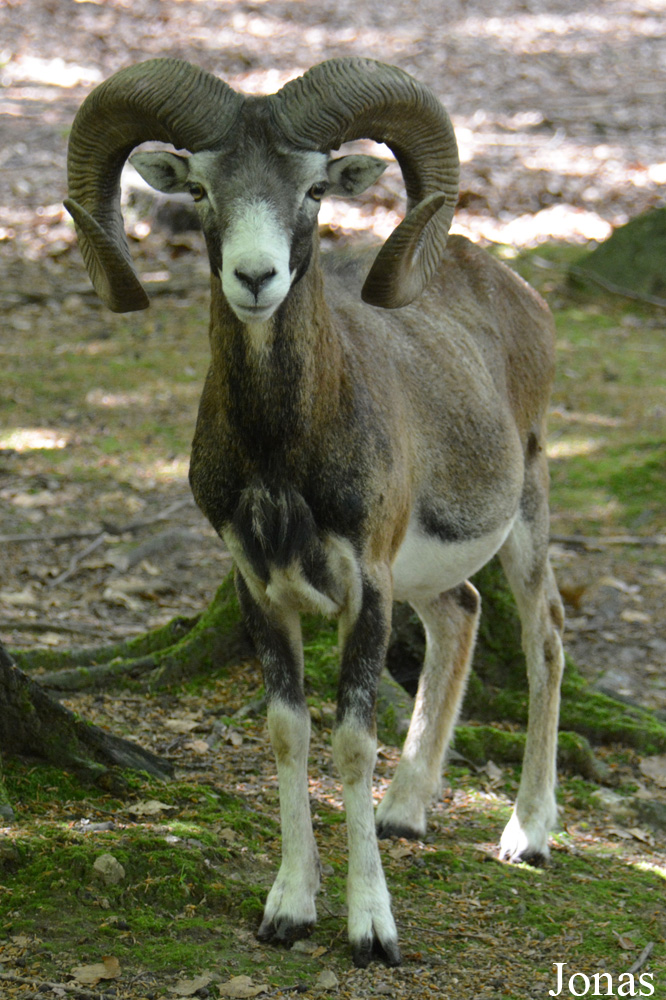 Mouflon méditerranéen