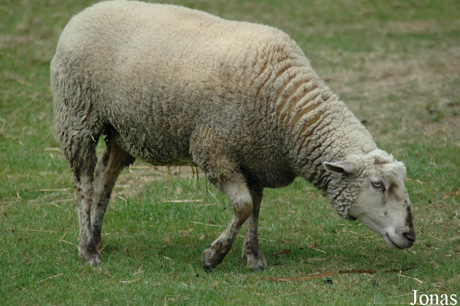Mouton Belle-Île