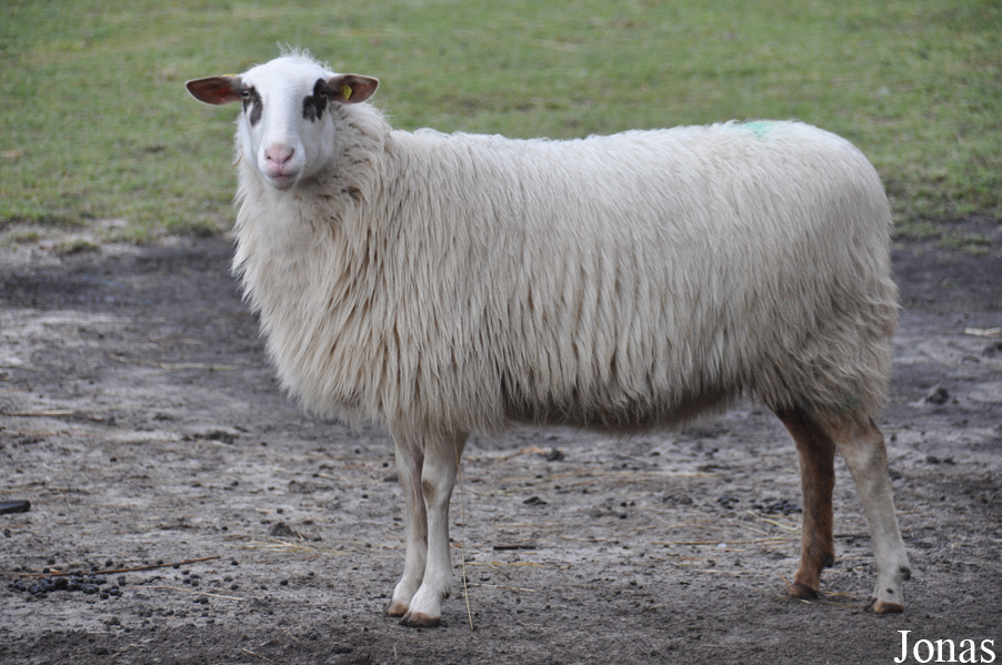 Mouton Bentheimer Landschaf