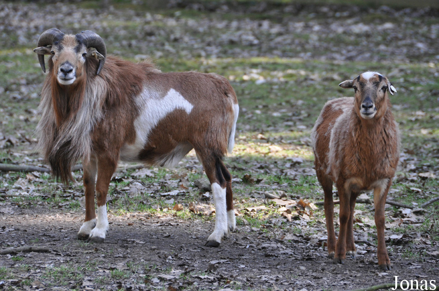 Mouton du Cameroun