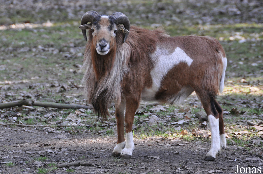 Mouton du Cameroun