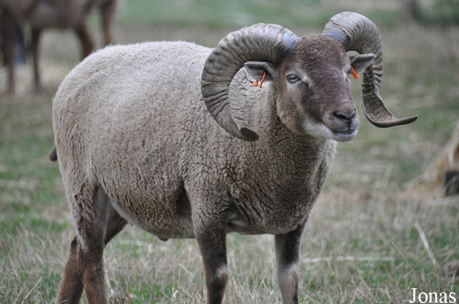 Mouton Castlemilk Moorit