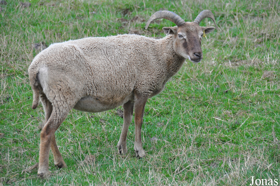 Mouton Castlemilk Moorit
