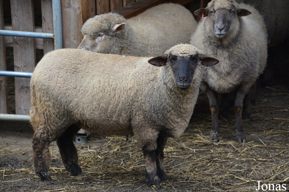 Mouton domestique