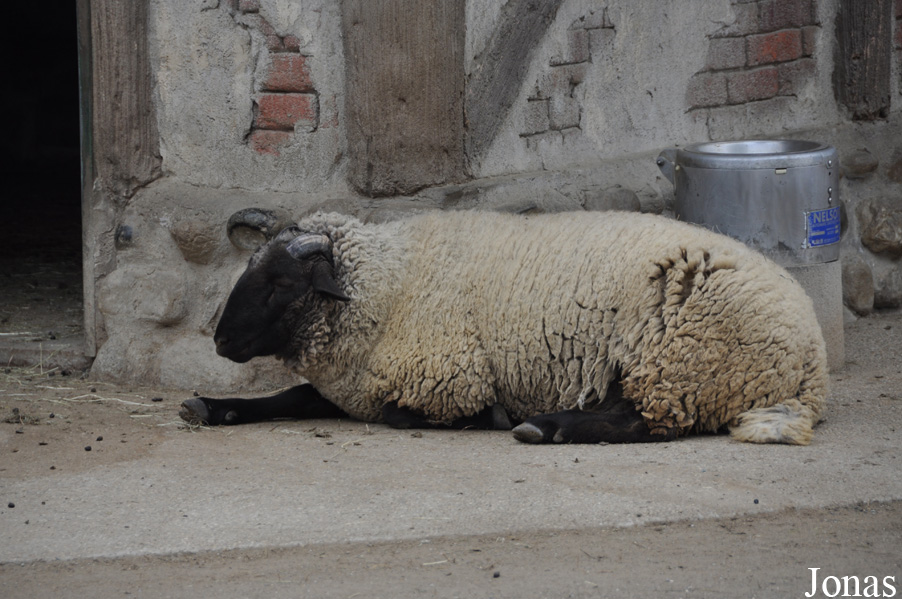 Mouton domestique