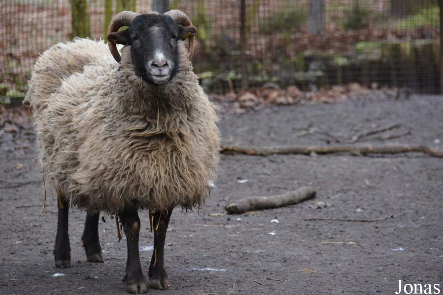 Mouton domestique