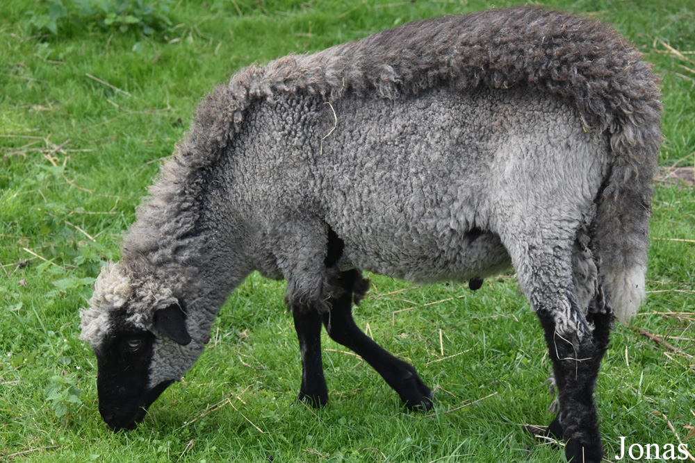 Mouton domestique