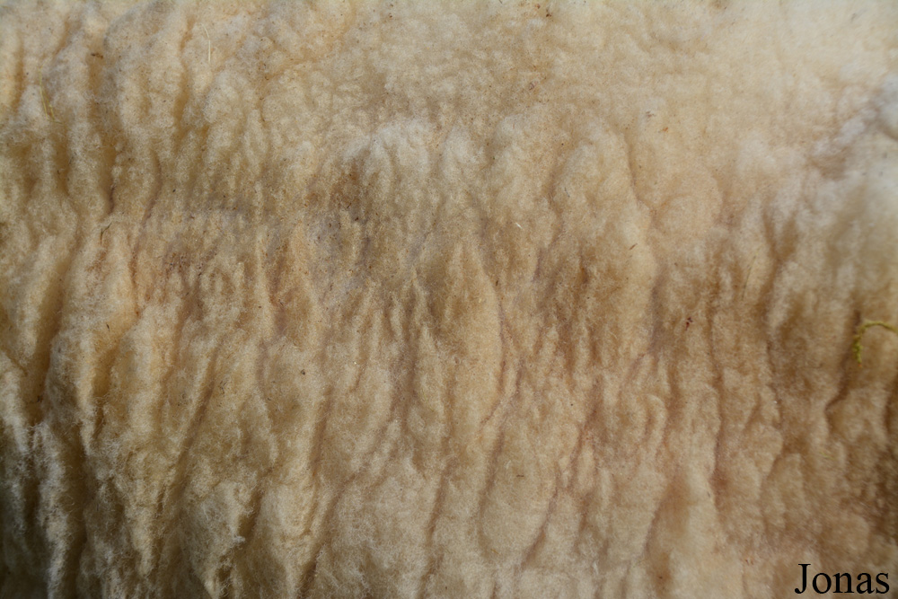 Mouton domestique / Eesti Vabaõhumuuseum / Visualiser dans la Galerie animalière