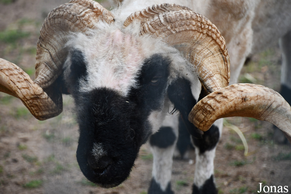 Mouton domestique