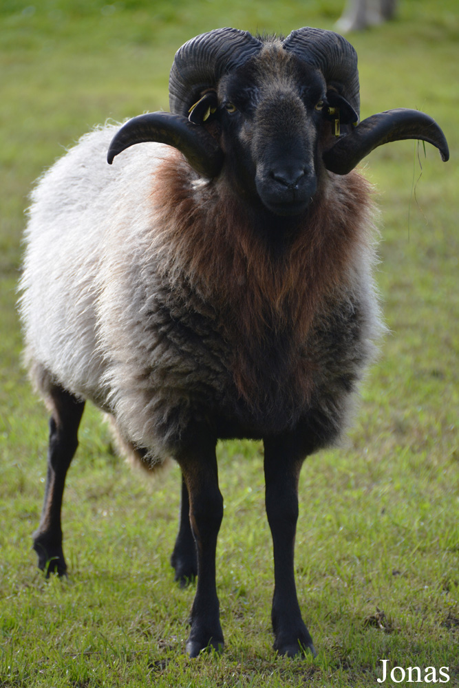 Mouton Drents Heideschaap
