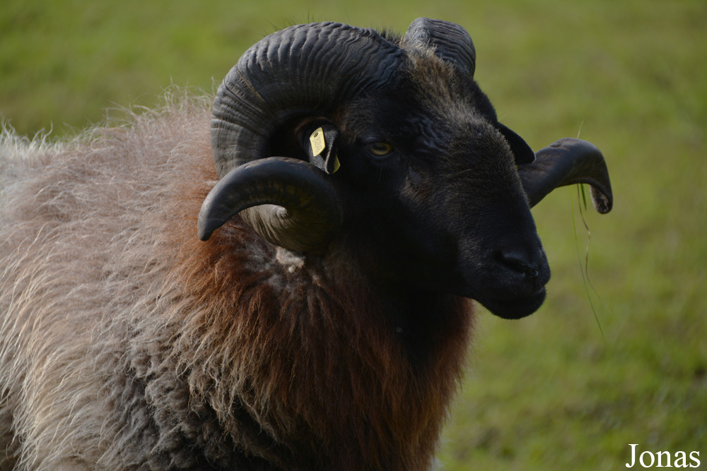 Mouton Drents Heideschaap