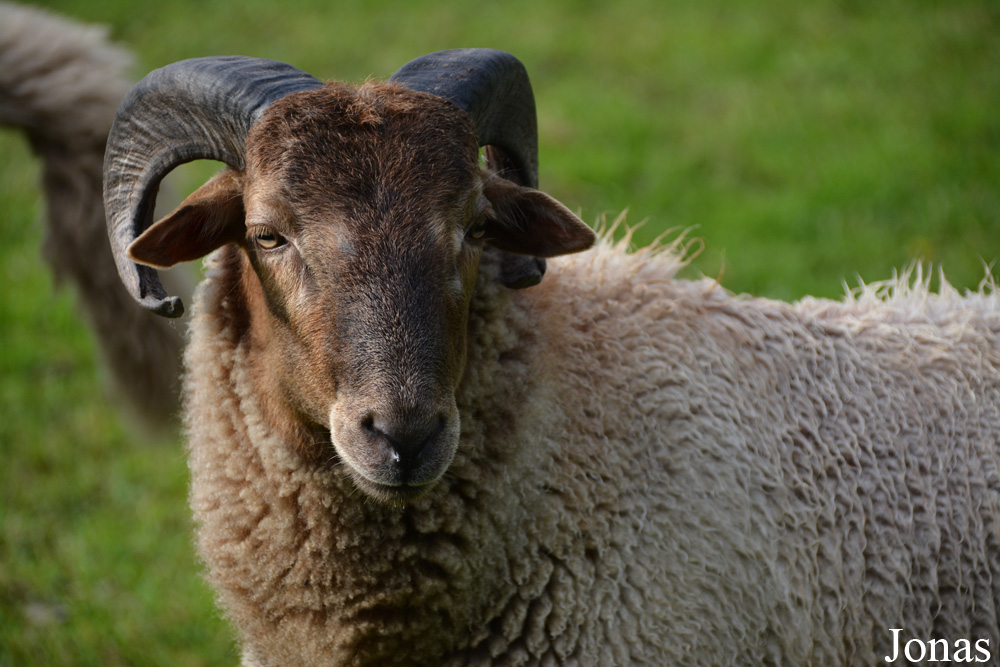 Mouton Drents Heideschaap